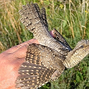 Eurasian Wryneck